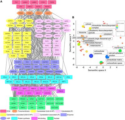 The Tongue Squamous Carcinoma Cell Line Cal27 Primarily Employs Integrin α6β4-Containing Type II Hemidesmosomes for Adhesion Which Contribute to Anticancer Drug Sensitivity